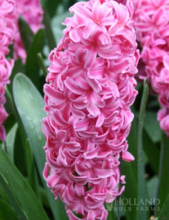 Menu Berries & Cream Hyacinth Collection -Holland Bulb Farms 84120 pink pearl hyacinth