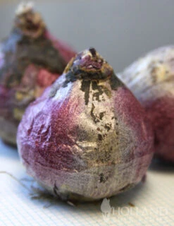 Menu Berries & Cream Hyacinth Collection -Holland Bulb Farms 84120 pink pearl hyacinth 3