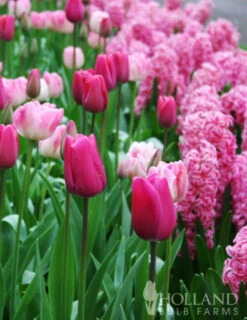 Menu Berries & Cream Hyacinth Collection -Holland Bulb Farms 84120 pink pearl hyacinth 4