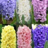 Menu Pastel Mix Hyacinth Collection 2 Menu Pastel Mix Hyacinth Collection -Holland Bulb Farms 84122