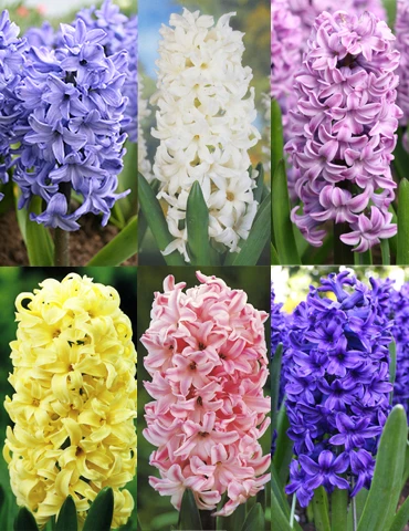 Menu Pastel Mix Hyacinth Collection 2 Menu Pastel Mix Hyacinth Collection