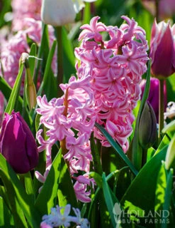 Menu Pastel Mix Hyacinth Collection 30 Menu Pastel Mix Hyacinth Collection -Holland Bulb Farms 84125 fondant hyacinth 2