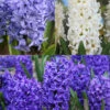 Menu Dutch Blue And White Hyacinth Collection -Holland Bulb Farms 84126