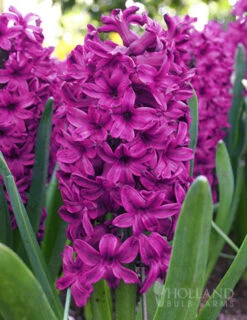 Menu Berries & Cream Hyacinth Collection -Holland Bulb Farms 84129 woodstock hyacinths
