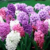 Menu Berries & Cream Hyacinth Collection -Holland Bulb Farms 84130 berries and cream hyacinths 3