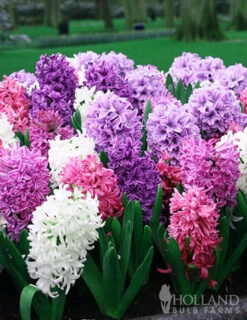 Menu Berries & Cream Hyacinth Collection