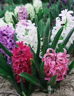 Menu Berries & Cream Hyacinth Collection -Holland Bulb Farms 84130 berries and cream hyacinths 4