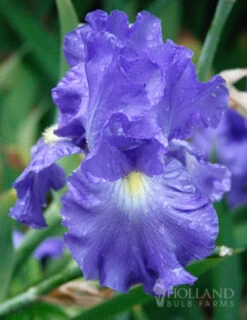 Menu Reblooming German Iris Collection 23 Menu Reblooming German Iris Collection -Holland Bulb Farms 85115 victoria falls reblooming bearded iris 1
