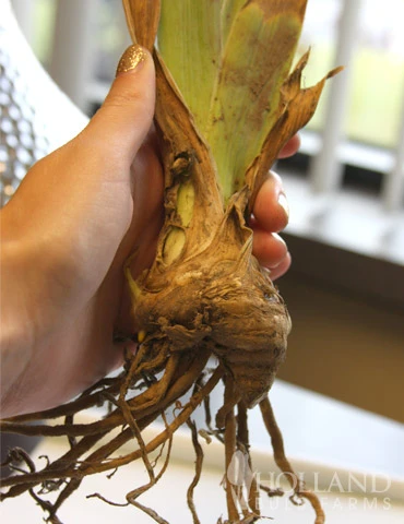 Menu Reblooming German Iris Collection 9 Menu Reblooming German Iris Collection - Image 7