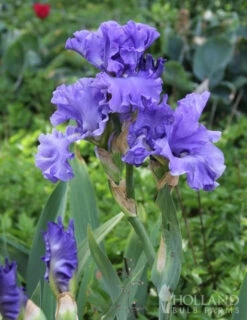 Menu Late Spring Spectacular Garden -Holland Bulb Farms 85115 victoria falls reblooming bearded iris 3 2