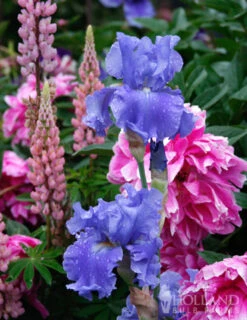 Menu Reblooming German Iris Collection 26 Menu Reblooming German Iris Collection -Holland Bulb Farms 85115 victoria falls reblooming bearded iris 4 1