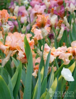 Menu Reblooming German Iris Collection 29 Menu Reblooming German Iris Collection -Holland Bulb Farms 85117 beverly sills reblooming bearded iris 3