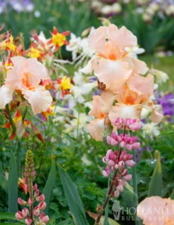 Menu Reblooming German Iris Collection 30 Menu Reblooming German Iris Collection -Holland Bulb Farms 85117 beverly sills reblooming bearded iris 4