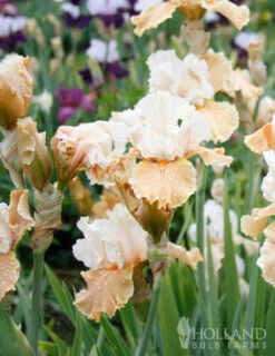 Menu Reblooming German Iris Collection 33 Menu Reblooming German Iris Collection -Holland Bulb Farms 85122 champagne elegance reblooming iris 3
