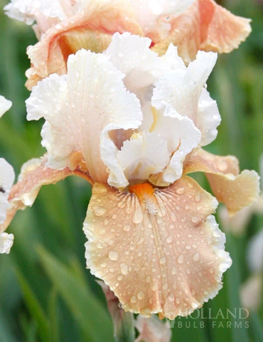 Menu Reblooming German Iris Collection 16 Menu Reblooming German Iris Collection - Image 14