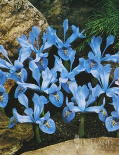 Menu Early Spring Flowers Garden Kit -Holland Bulb Farms 85134 cantab dwarf iris 4