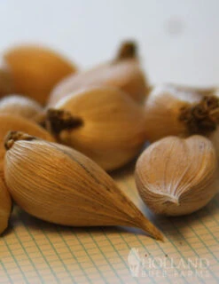 Menu Early Spring Flowers Garden Kit -Holland Bulb Farms 85134 cantab dwarf iris 5