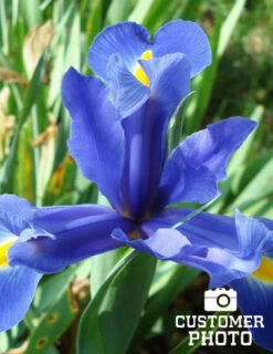 Menu Early Spring Flowers Garden Kit -Holland Bulb Farms 85134 cantab dwarf iris 6