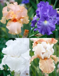 Menu Reblooming German Iris Collection