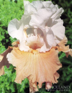 Menu Reblooming German Iris Collection 21 Menu Reblooming German Iris Collection -Holland Bulb Farms 85139 reblooming german iris collection 4
