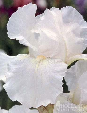 Menu Reblooming German Iris Collection 7 Menu Reblooming German Iris Collection - Image 5