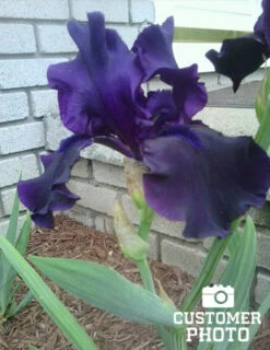 Menu Waves Of Purple Bearded Iris Collection -Holland Bulb Farms 85175 anvil of darkness bearded iris 2 1
