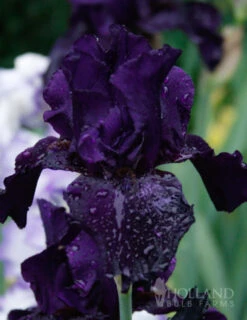 Menu Darkness Into Light Iris Collection -Holland Bulb Farms 85175 anvil of darkness bearded iris