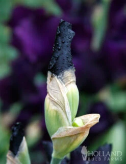 Menu Waves Of Purple Bearded Iris Collection -Holland Bulb Farms 85175 anvil of darkness bearded iris 3 1