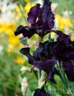 Menu Waves Of Purple Bearded Iris Collection -Holland Bulb Farms 85175 anvil of darkness bearded iris 4 1