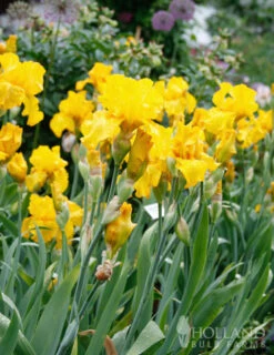 Menu Late Spring Spectacular Garden -Holland Bulb Farms 85178 bold look bearded iris 2