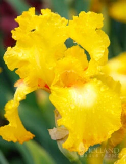 Menu Late Spring Spectacular Garden -Holland Bulb Farms 85178 bold look bearded iris