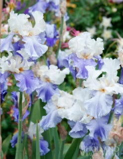 Menu Cool Blue Bearded Iris Collection -Holland Bulb Farms 85181 stairway to heaven bearded iris 2
