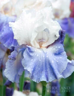 Menu Cool Blue Bearded Iris Collection -Holland Bulb Farms 85181 stairway to heaven bearded iris