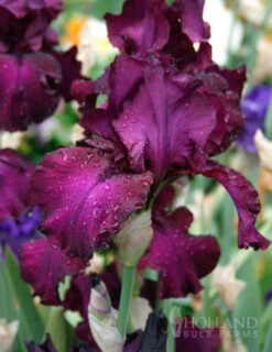 Menu Waves Of Purple Bearded Iris Collection -Holland Bulb Farms 85183 berry fulfilling bearded iris 3