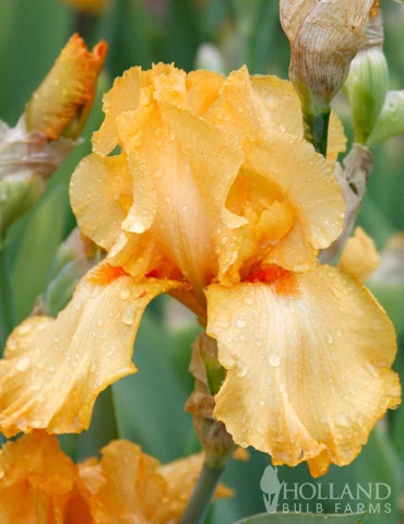 Menu Cheerful Duo Bearded Iris Collection 7 Menu Cheerful Duo Bearded Iris Collection - Image 5