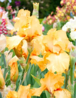 Menu Orange Ovation Collection -Holland Bulb Farms 85186 avalon sunset bearded iris 3 2