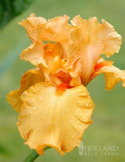 Menu Orange Ovation Collection -Holland Bulb Farms 85186 avalon sunset bearded iris 4