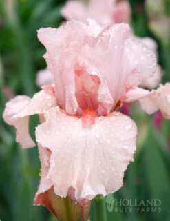 Menu Darkness Into Light Iris Collection -Holland Bulb Farms 85187 lotus land bearded iris