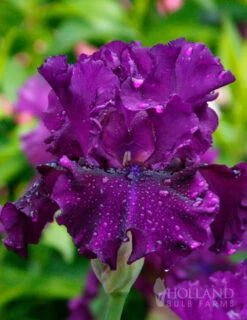 Menu Waves Of Purple Bearded Iris Collection -Holland Bulb Farms 85189 standing proud bearded iris
