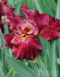 Menu Simple Late Spring Collection 15 Menu Simple Late Spring Collection -Holland Bulb Farms 85191 war chief bearded iris 3