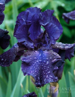 Menu Cool Blue Bearded Iris Collection -Holland Bulb Farms 85192 blueberry bliss bearded iris