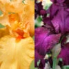 Menu Cheerful Duo Bearded Iris Collection -Holland Bulb Farms 85197 cheerful duo bearded iris collection