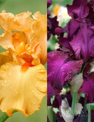 Menu Cheerful Duo Bearded Iris Collection 3 Menu Cheerful Duo Bearded Iris Collection