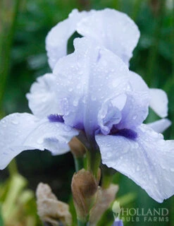 Menu Cool Blue Bearded Iris Collection -Holland Bulb Farms 85203 blackbeard bearded iris