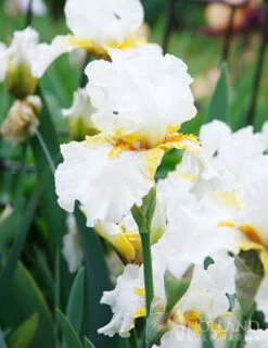 Menu Plumkist Bearded Iris Collection -Holland Bulb Farms 85205 goldkist bearded iris 1