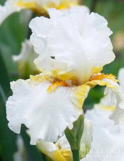 Menu Late Spring Spectacular Garden -Holland Bulb Farms 85205 goldkist bearded iris 2