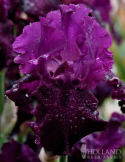 Menu Plumkist Bearded Iris Collection -Holland Bulb Farms 85206 plum fun bearded iris 1