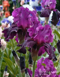 Menu Waves Of Purple Bearded Iris Collection -Holland Bulb Farms 85206 plum fun bearded iris 2