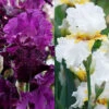 Menu Plumkist Bearded Iris Collection -Holland Bulb Farms 85207 plumkist bearded iris collection