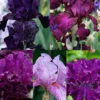 Menu Waves Of Purple Bearded Iris Collection -Holland Bulb Farms 85209 waves of purple bearded iris collection
